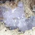 سنگ راف کوارتز2261